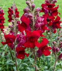 Papuľka väčšia Rocket F1 Red - Antirrhinum majus - semená - 20 ks