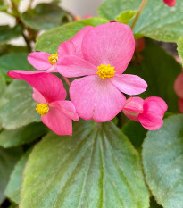 Begónia Superstar F1 Rose - Begonia semperflorens - semená - 20 ks