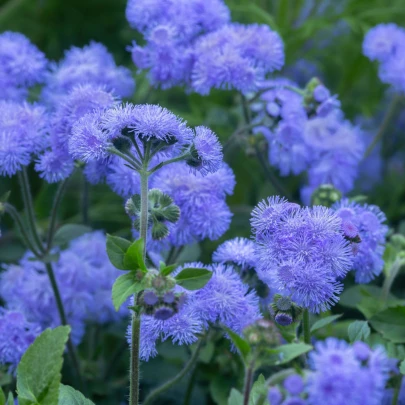 Agerát americký Blue - Ageratum houstonianum - semená - 50 ks