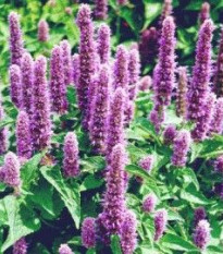 Agastache mexická Bavaria - Agastache mexicana - semená - 30 ks