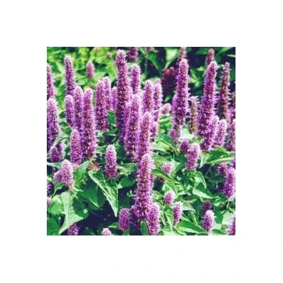 Agastache mexická Bavaria - Agastache mexicana - semená - 30 ks