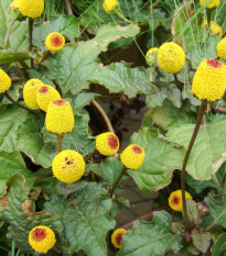 Plamatka kapustová Peek-A-Boo - Spilanthes oleracea - semená - 10 ks