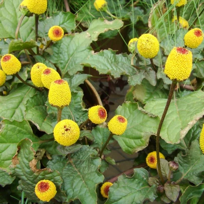 Plamatka kapustová Peek-A-Boo - Spilanthes oleracea - semená - 10 ks