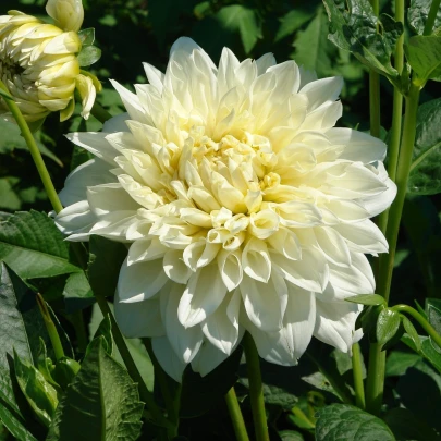 Georgína White Perfection - Dahlia - cibuľoviny - 1 ks