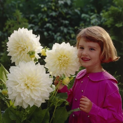 Georgína White Perfection - Dahlia - cibuľoviny - 1 ks