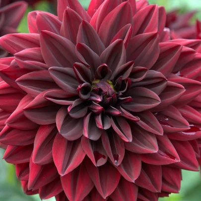 Georgína Arabian Night - Dahlia - cibuľoviny - 1 ks