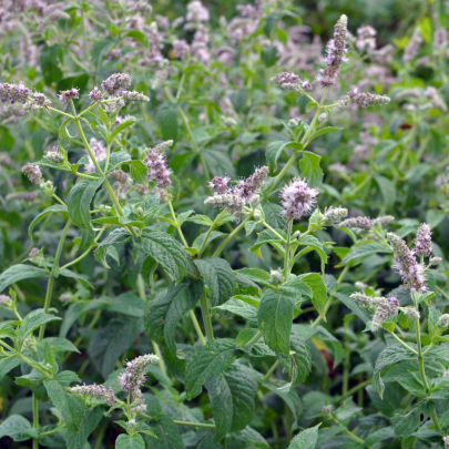 Mäta dlholistá Horse Mint - Mentha longifolia - semená - 0,1 g
