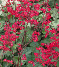 Heuchera Coral Forest - Heuchera - semená - 20 ks