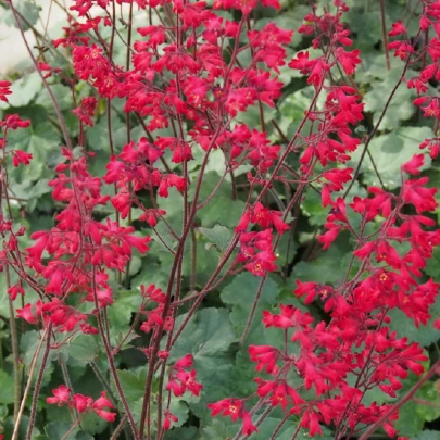 Heuchera Coral Forest - Heuchera - semená - 20 ks