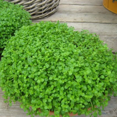 Mäta pieporná Mini Mint - Mentha piperita - semená - 20 ks