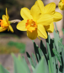 Narcis Early Flame - Narcissus - cibuľoviny - 3 ks