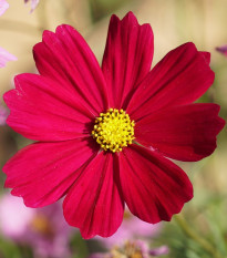 Krasuľka perovitá Cosmini Red - Cosmos bipinnatus - semená - 20 ks