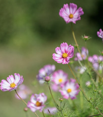 Krasuľka perovitá Cosmira Bicolor - Cosmos bipinnatus - semená - 20 ks