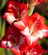 Gladiola Mademoiselle de Paris - Gladiolus - cibuľoviny - 3 ks