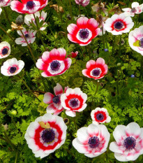 Veternica Bicolor - Anemone - cibuľoviny - 3 ks