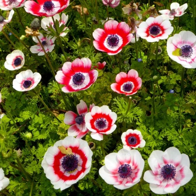 Veternica Bicolor - Anemone - cibuľoviny - 3 ks