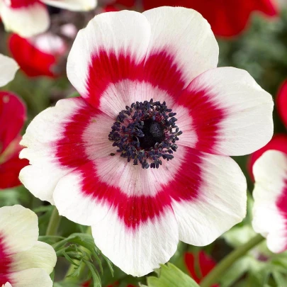 Veternica Bicolor - Anemone - cibuľoviny - 3 ks