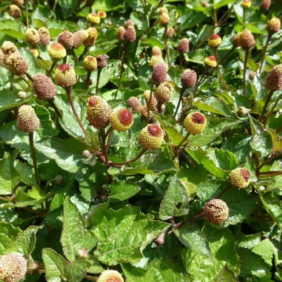 Plamatka kapustová - Spilanthes oleracea - semená - 80 ks