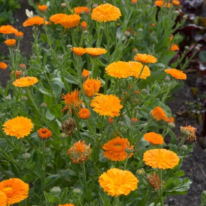 Nechtík lekársky Orange Double - Calendula officinalis - semená - 50 ks