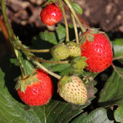 Jahoda stáleplodiaca Elan F1 - Fragaria ananassa - semená - 10 ks