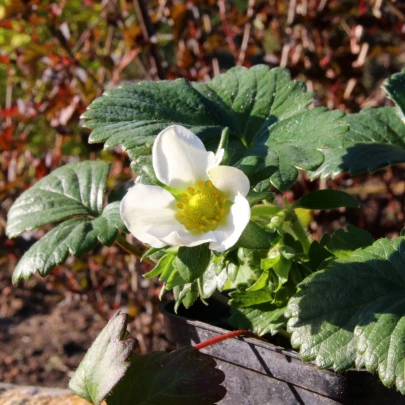 Jahoda stáleplodiaca Elan F1 - Fragaria ananassa - semená - 10 ks