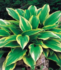 Funkia - Hosta Aureomarginata - cibuľoviny - 1 ks