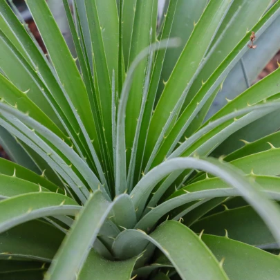 Puja - Puya mirabilis - semená - 5 ks