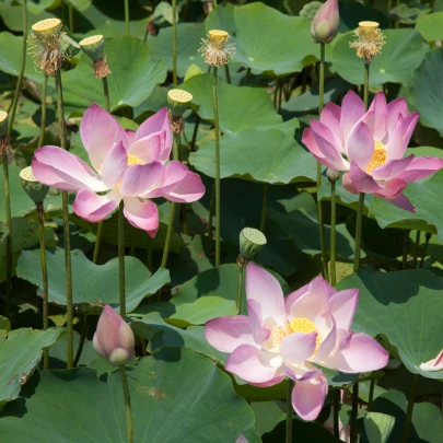 Lekno ružové – Nymphaea capensis – semená