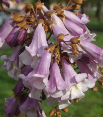 Paulovnia plstnatá - Paulownia tomentosa - semená - 15 ks