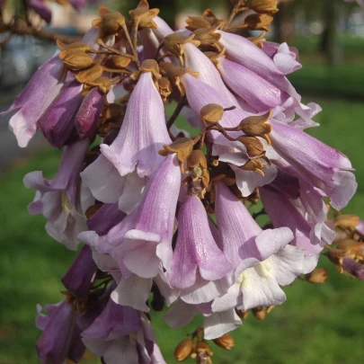 Paulovnia plstnatá - Paulownia tomentosa - semená - 15 ks