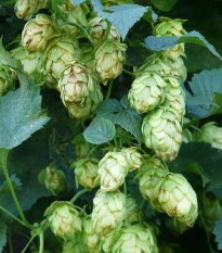 Chmeľ japonský - Humulus japonicus - semená - 7 ks