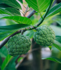 Anona šupinatá - Fľaškovník - Annona squamosa - semená - 5 ks