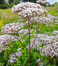 Valeriána lekárska - Valeriana officinalis - semená - 150 ks