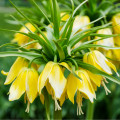 Korunkovka kráľovská Lutea - Fritillaria Imperialis Lutea Maxima - cibuloviny - 1 ks