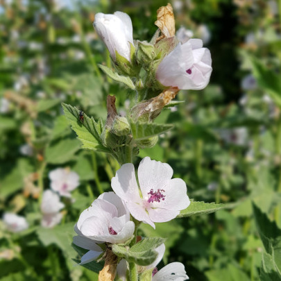 Ibiš lekársky - Althaea officinalis - semená - 18 ks