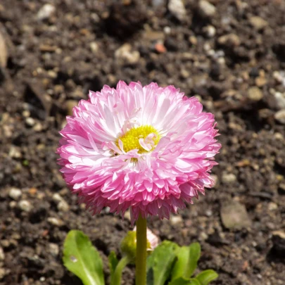 Sedmokráska obyčajná Robella - Bellis perennis - semená - 40 ks