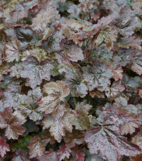 Heuchera Palace Purple - Heuchera - semená - 20 ks