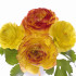 Iskerník Picotee oranžový - Ranunculus asiaticus - cibuľoviny - 3 ks