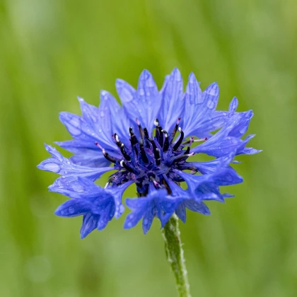 BIO Nevädza modrá - Centaurea cyanus - semená - 30 ks