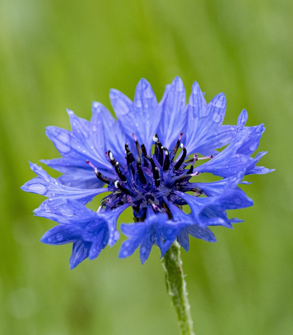BIO Nevädza modrá - Centaurea cyanus - semená - 30 ks