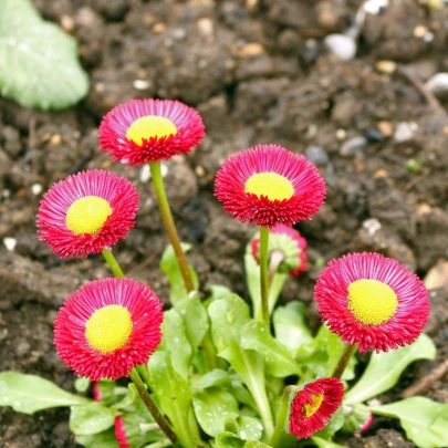 Sedmokráska Speedstar Plus Rose - Bellis perennis - semená - 40 ks