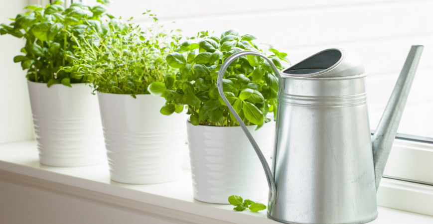 Preneste si leto do kuchyne. Bylinky môžete pestovať i v zime – na okennom parapete.
