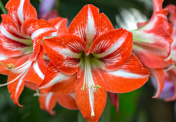 Atraktívna kvitnúca izbová rastlina – Zornica