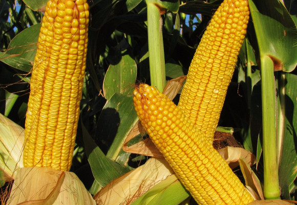 Cukrová kukurica je výnimočne sladká zelenina a nie je náročné ju pestovať