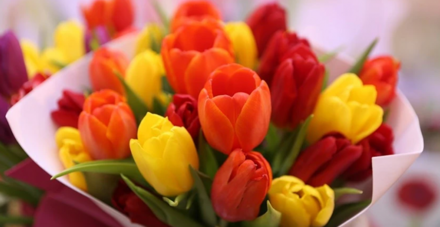 Ako pestovať tulipány, aby ste mali krásne kvety