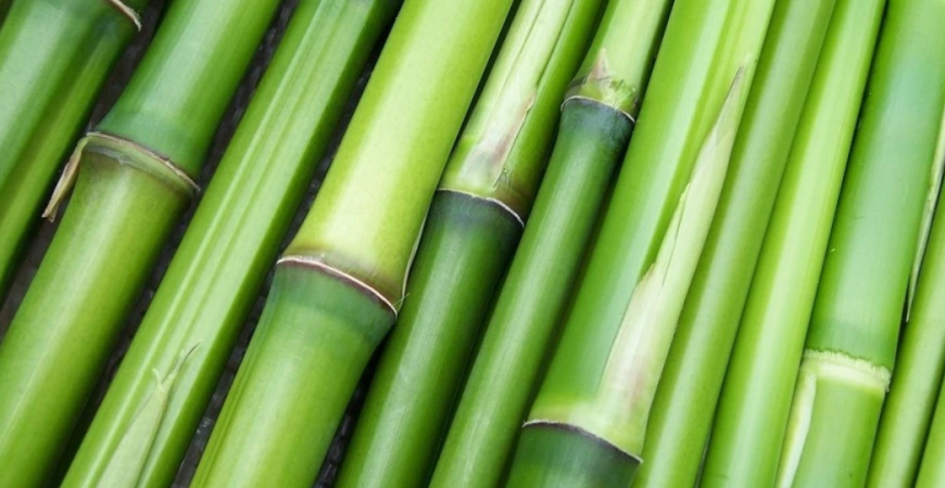Obrí solitér aj ako živý plot – pestujte bambusy