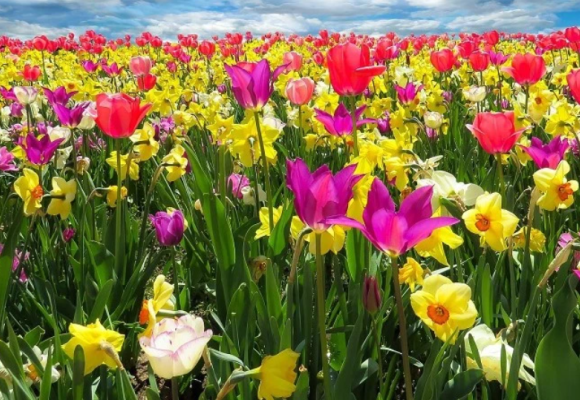 K jari patria kvety tulipánov, narcisov a modríc