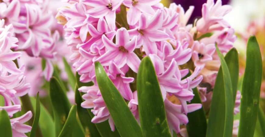 Existuje veľké množstvo jarných kvetín. Ako na pestovanie hyacintov?