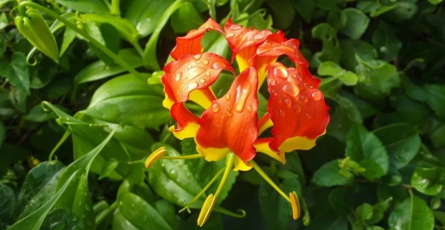 Glorióza – nádherná, vznešená rastlina