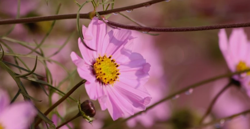 Krasuľka – nežná letnička s okatými hviezdicovitými kvetmi